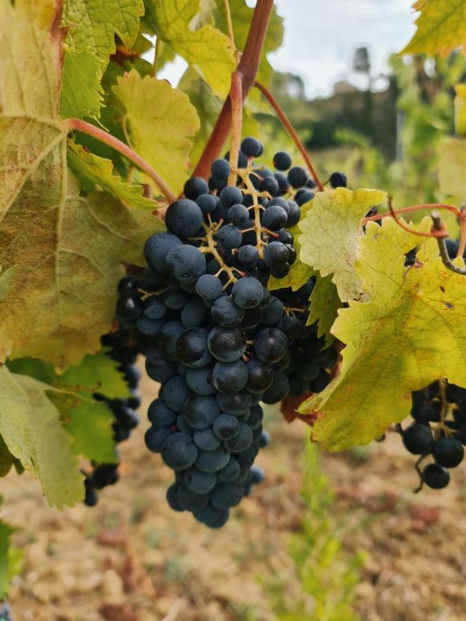 Podere Borgaruccio Peccioli Екстер'єр фото